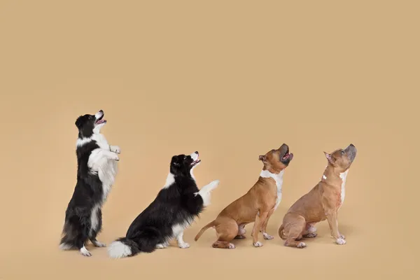 Como ensinar comandos básicos para cães de raça de forma simples e eficaz