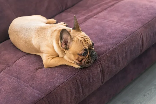 Brinquedos para cães de raça que ficam muito tempo sozinhos: Como evitar o tédio