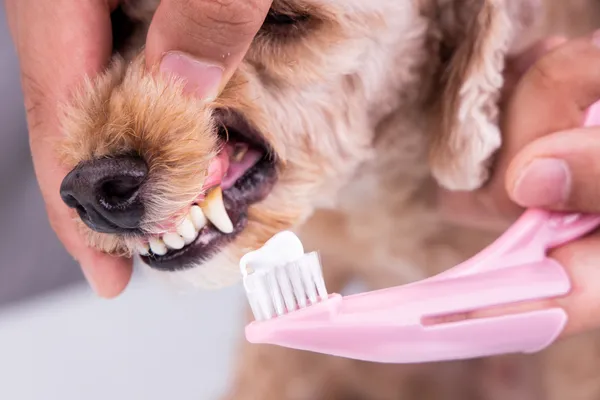 Guia Definitivo para Cuidados Dentários em Cães de Raça: Produtos e Técnicas Recomendados por Veterinários