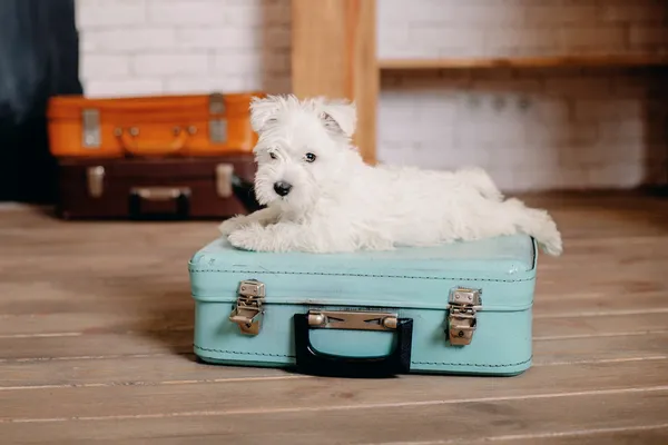 Como Preparar Seu Cão de Raça para Viagens: Acessórios Essenciais e Dicas de Segurança