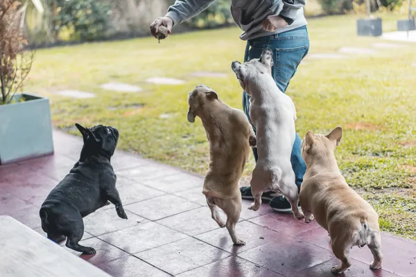 10 Ferramentas Essenciais para Adestrar Cães de Raça em Casa