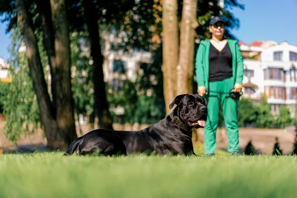 Guia Completo de Treinamento para Cães de Raças Grandes: Comandos e Dicas Essenciais