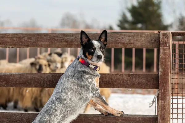 Treinamento de Cães de Raça: Perguntas Frequentes (FAQ) Respondidas