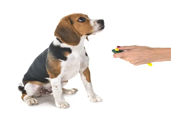 O que é um Clicker de Treinamento e Como Usá-lo com seu Cão de Raça?