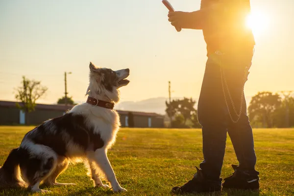 Adestramento Positivo vs Tradicional: Qual é o Melhor Método para seu Cão de Raça?