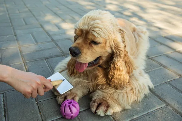7 Truques Divertidos para Ensinar ao seu Cão de Raça (e Impressionar a Família)