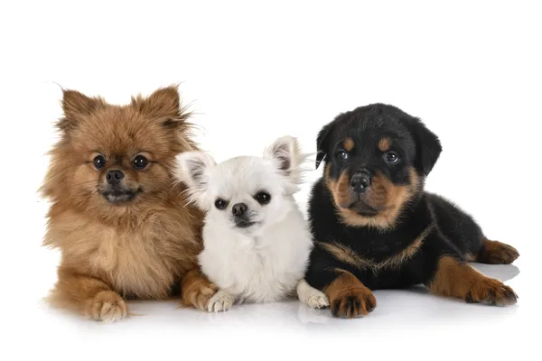 Como Socializar um Filhote de Cão de Raça com Outros Animais: Guia Prático