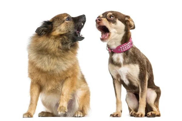 Cachorros Teimosos: 5 Estratégias de Treinamento para Raças Difíceis de Adestrar