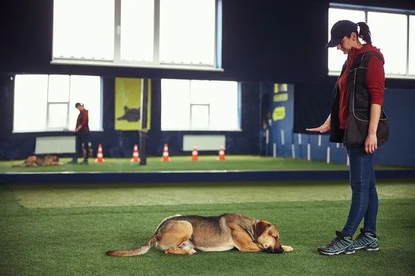 Treinamento em Casa vs Escola de Adestramento: O Que é Melhor para Cães de Raça?