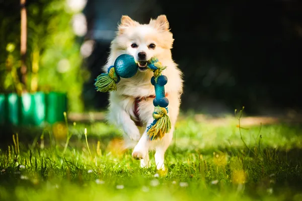 10 Melhores Brinquedos para Gastar a Energia de Cães de Raças Grandes