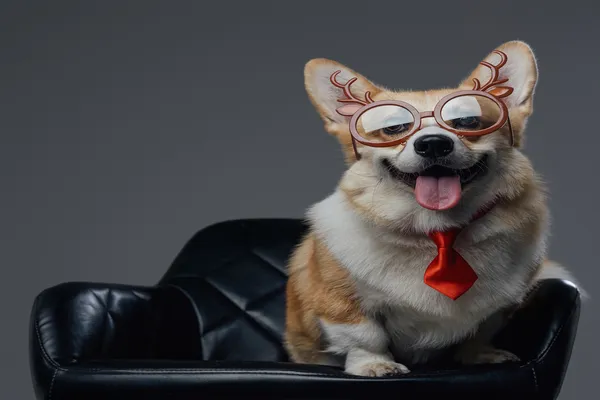 Guia de Brinquedos Interativos: Mantenha seu Cão de Raça Mentalmente Estimulado