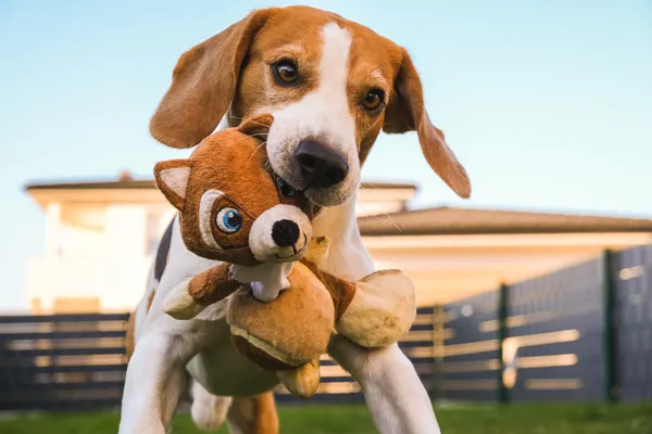 Brinquedos de Pelúcia vs Brinquedos de Borracha: Qual é Melhor para Seu Cão de Raça Pequena?