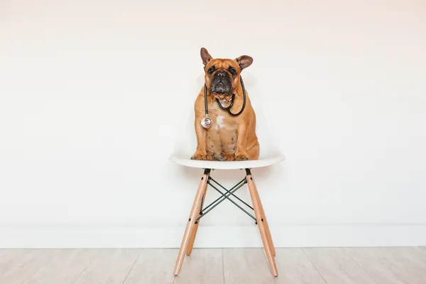 Brinquedos para Cães de Raça: Perguntas Frequentes (FAQ) Respondidas