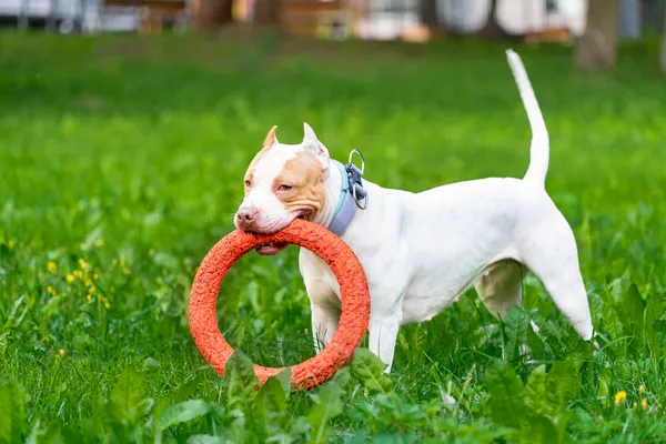 7 Brinquedos Indestrutíveis para Cães que Mastigam Muito (Aprovados por Donos)