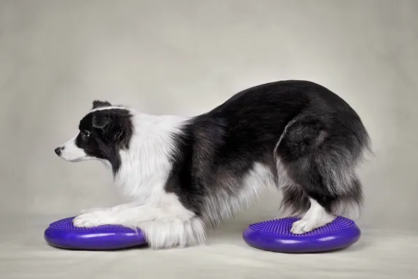 5 Brinquedos Interativos para Border Collie: Desafie a Inteligência do seu Cão