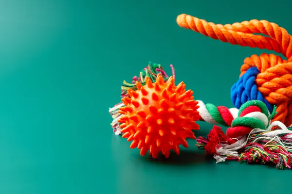 Brinquedos para Filhotes de Cães de Raça: Como Escolher o Primeiro Brinquedo Ideal