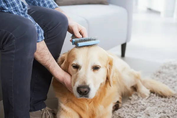 Como cuidar do pelo de um Golden Retriever: dicas e produtos ideais