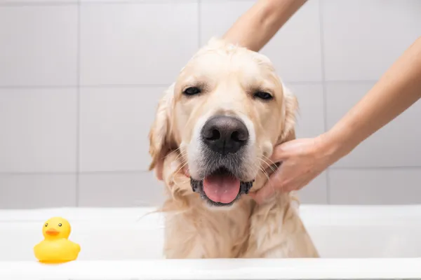 7 dicas de higiene para cães de raça: mantenha seu pet saudável