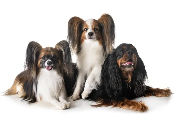 Produtos de cuidados especiais para cães de raças com pelo longo