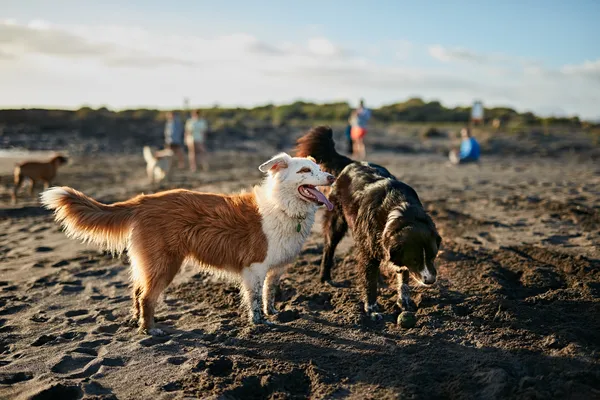 Cuidados Sazonais: Como Proteger Cães de Raça no Verão e no Inverno