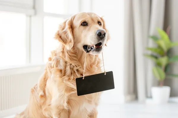 Cuidados com Cães de Raça: Perguntas Frequentes (FAQ) Respondidas