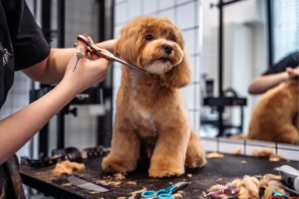 10 Produtos Essenciais para Cuidar do Seu Cão de Raça em Casa